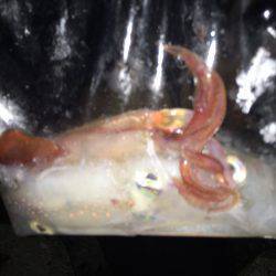 こんなの釣るつもりでは・・・