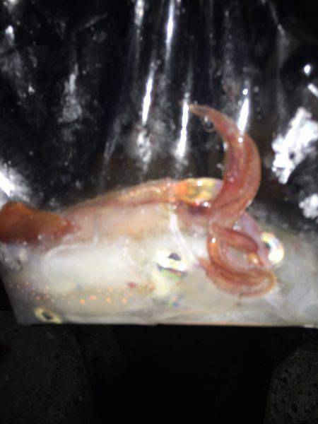 こんなの釣るつもりでは・・・