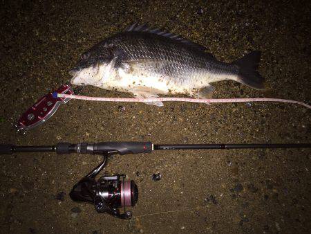 キビレ調査　ＮＯ，７