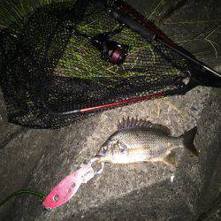 キビレ調査　ＮＯ，９