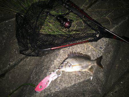 キビレ調査　ＮＯ，９