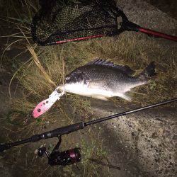 キビレ調査 NO,10