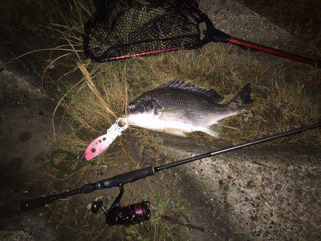 キビレ調査 NO,10