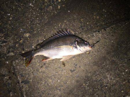 キビレ調査　ＮＯ，１１