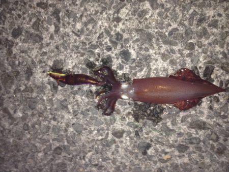 早朝ルアーフィッシング