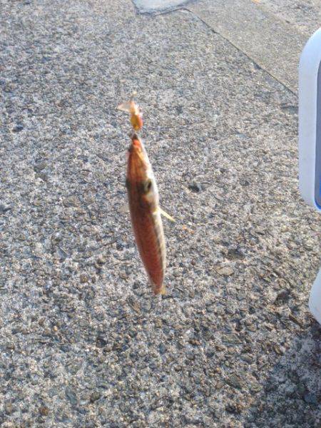 アイスジグでカマス狙い