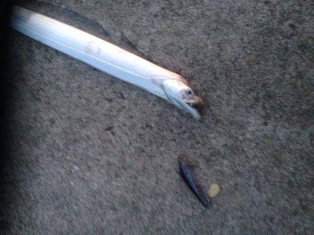 夏タチウオの終わり