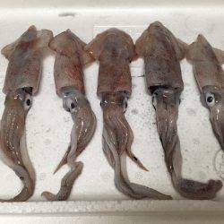 おいしいそうダワ~