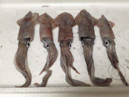 おいしいそうダワ～