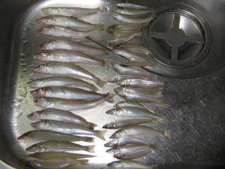 投げ釣りシロギス