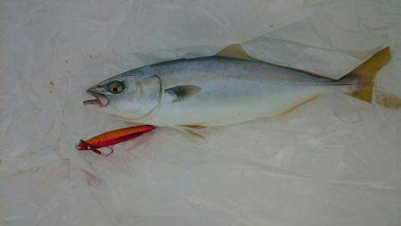 ショアジギング開幕！