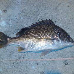 アジングからのチニング