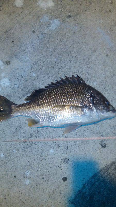 アジングからのチニング