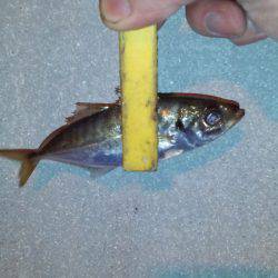 アジングからのチニング