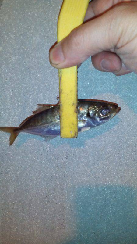 アジングからのチニング