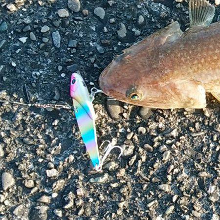 カツオは、どこに？