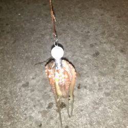 タコ釣りなのに？