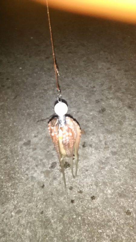 タコ釣りなのに？