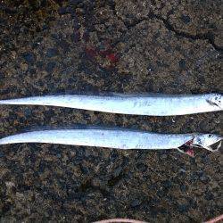 なんとかタチウオだけ