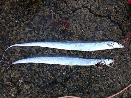 なんとかタチウオだけ