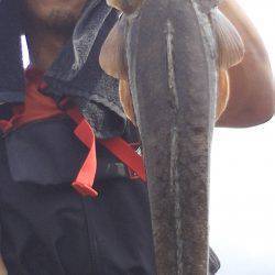 堤防からマゴチ