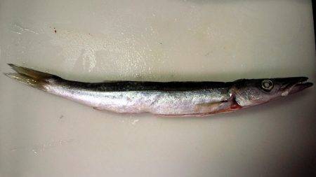 渋かったですが何とかカマスゲット！