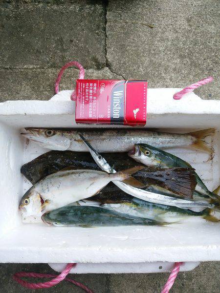 プラグオンリーで！