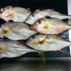 りんくう釣り公園