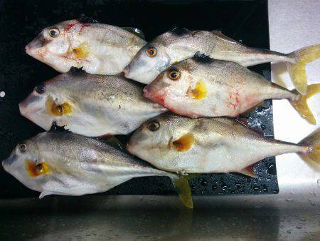 りんくう釣り公園