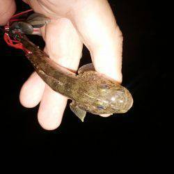 チヌではなくハゼ？！