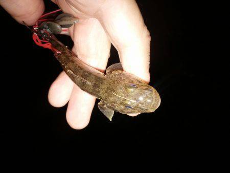 チヌではなくハゼ？！