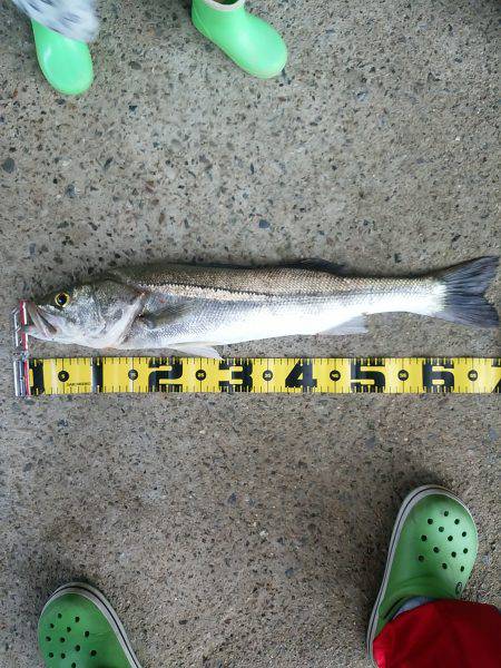 円山川デイゲーム