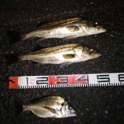 宮津ナイトシーバス好調