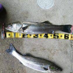 レンジエフェクト