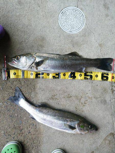 レンジエフェクト