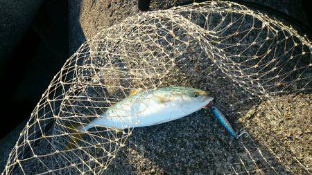 ツバス・サゴシ高活性！