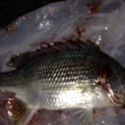 不屈のキャスト!!