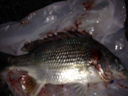 不屈のキャスト!!