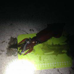 地元でケンサキ