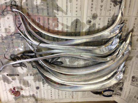 お盆、タチウオ好調