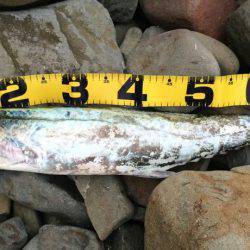 ショアジギでサワラ