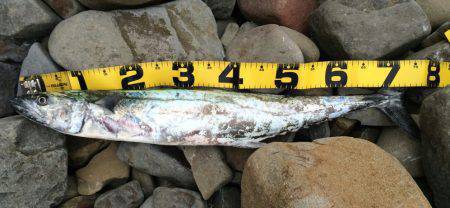 ショアジギでサワラ