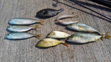 小型青物がアツい！