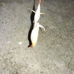 ダブルヘッダー