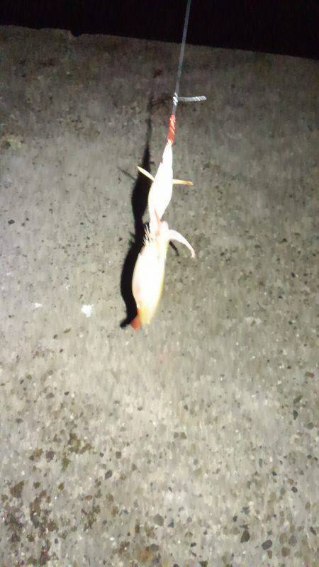 ダブルヘッダー