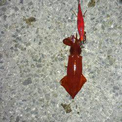 ケンサキの反撃