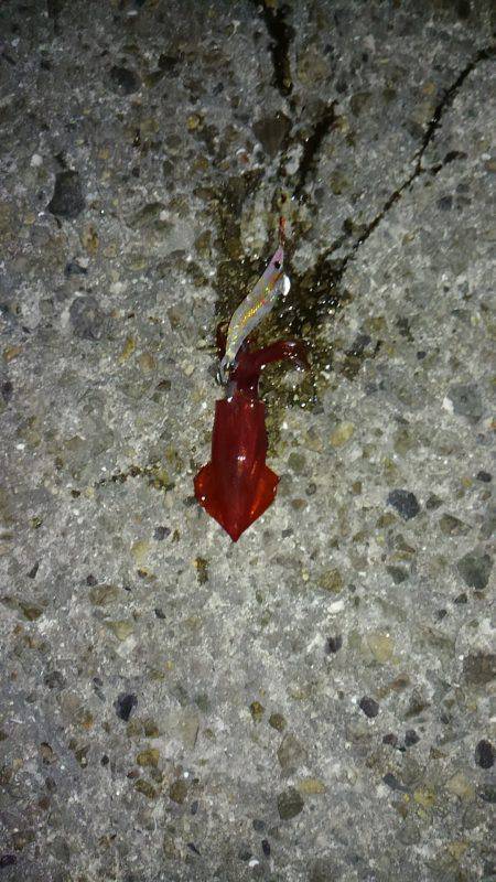 ケンサキ時々アオリ