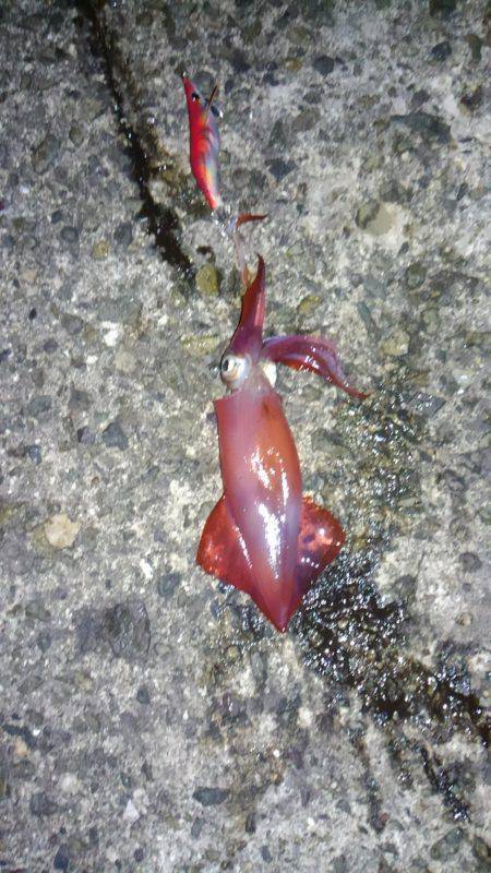 夏休み最後の釣行