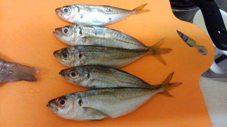 行く予定ではなかったのに…