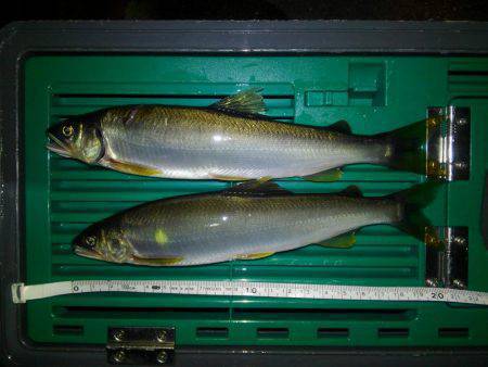 友釣り　越知川